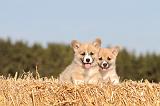 CORGI PEMBROKE 066